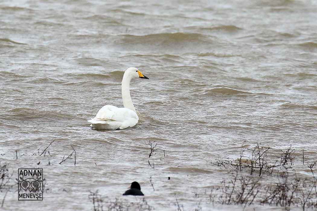 Whooper Swan